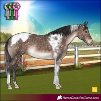 Horse Color:Brown Dun Mushroom Tobiano Appaloosa Rabicano Brindle 