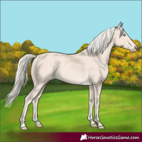 Horse Color:Cremello