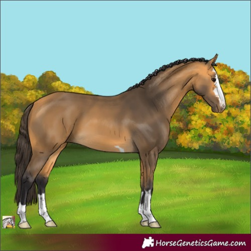 Horse Color:Buckskin 