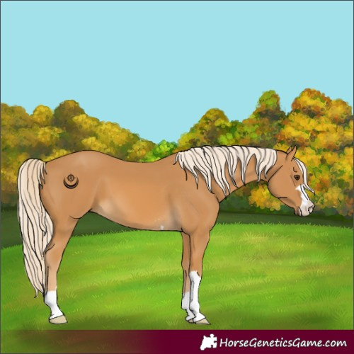 Horse Color:Palomino 