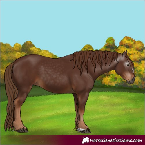 Horse Color:Unknown 