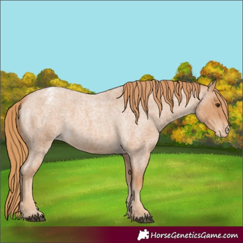Horse Color:Red Roan Varnish 