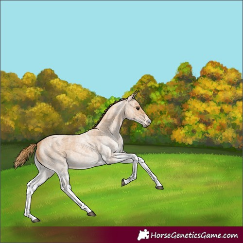 Horse Color:White Spotted Red Roan 