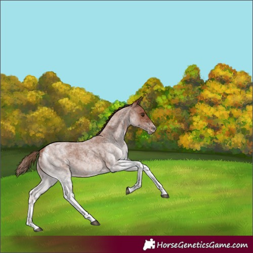 Horse Color:White Spotted Red Roan 