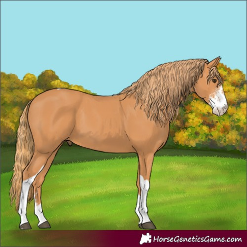 Horse Color:Chestnut Sabino Tobiano