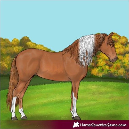 Horse Color:Unknown 