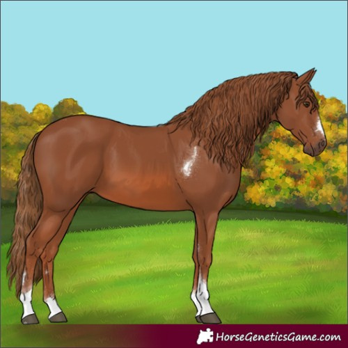 Horse Color:Chestnut Tobiano 