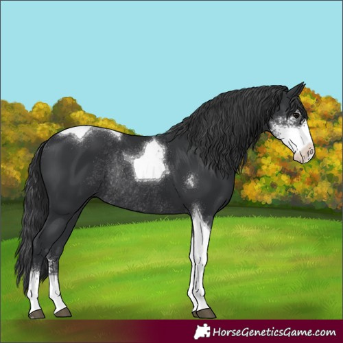 Horse Color:Black Sabino Tobiano Rabicano