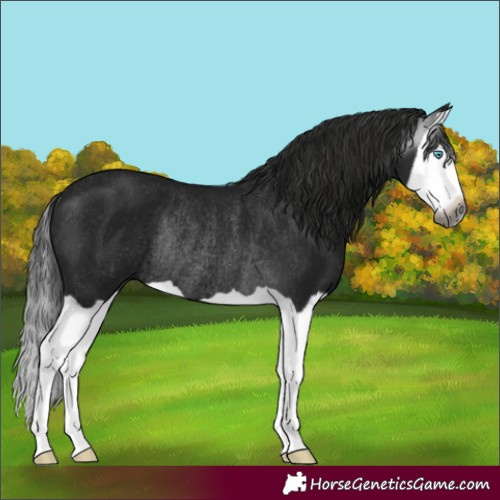 Horse Color:Gray Black Splash Rabicano 