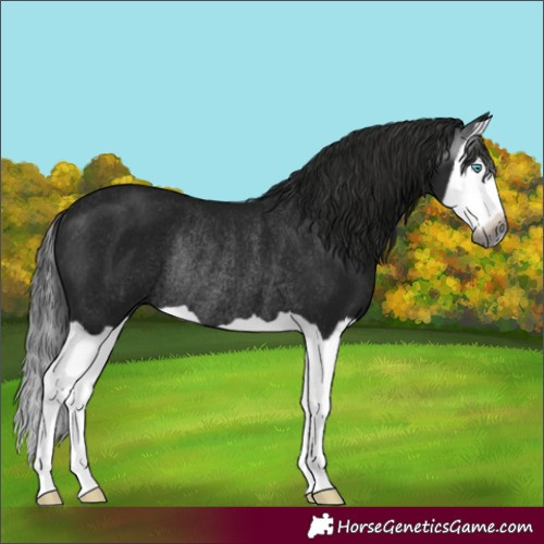 Horse Color:Gray Black Splash Rabicano 
