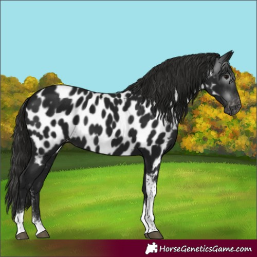 Horse Color:Gray Black Sabino Tobiano Appaloosa Rabicano