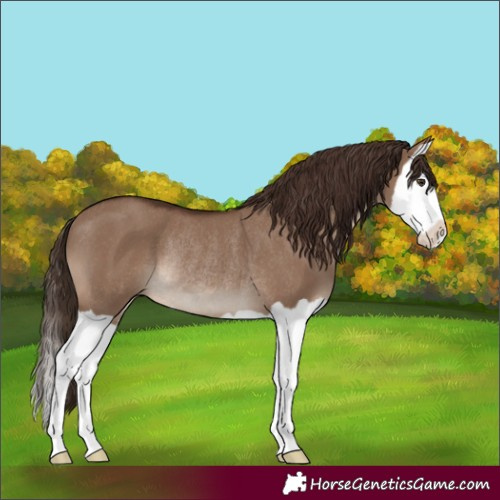 Horse Color:Liver Red Dun Splash Rabicano 