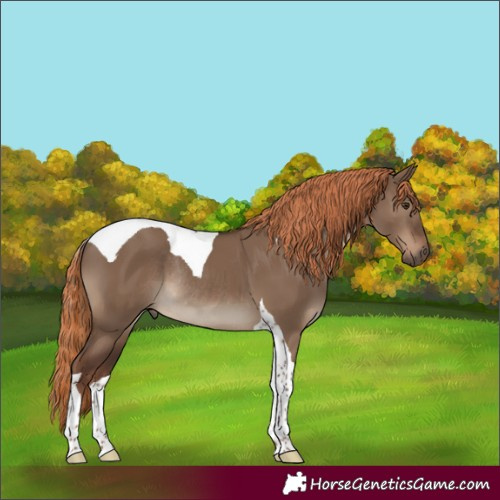 Horse Color:Liver Red Dun Tobiano Rabicano 