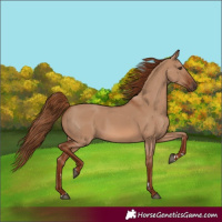 Horse Color:Unknown 