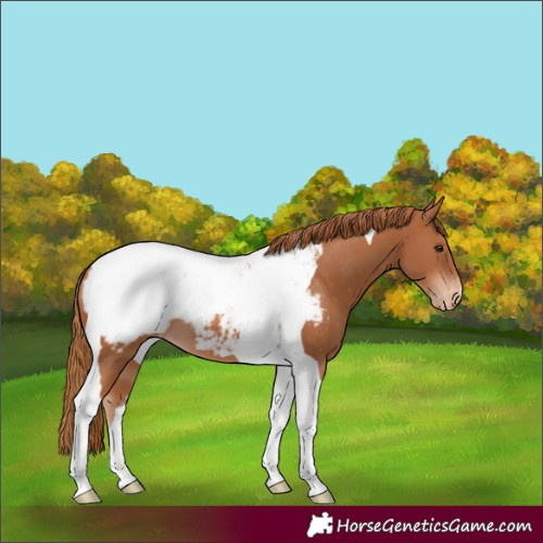 Horse Color:Chestnut Tobiano Snowcap