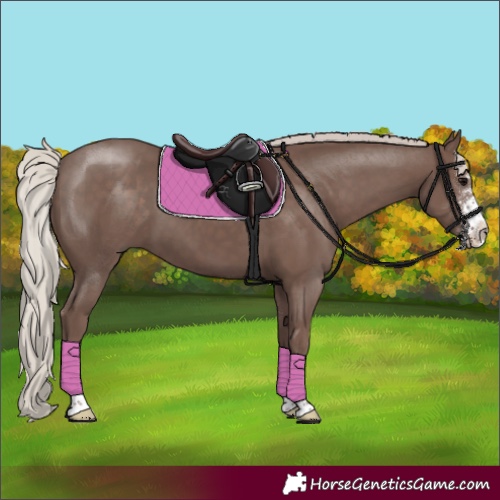 Horse Color:Silver Black Sabino 