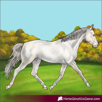 Horse Color:Palomino Roan Pearl  and Palomino Roan Pearl Frame 