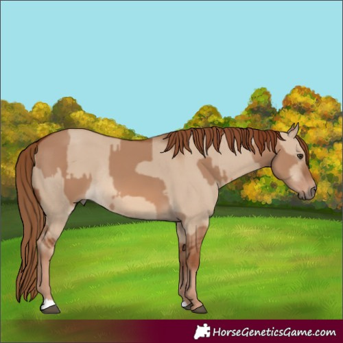 Horse Color:Red Dun Rabicano  and Red Dun Rabicano 