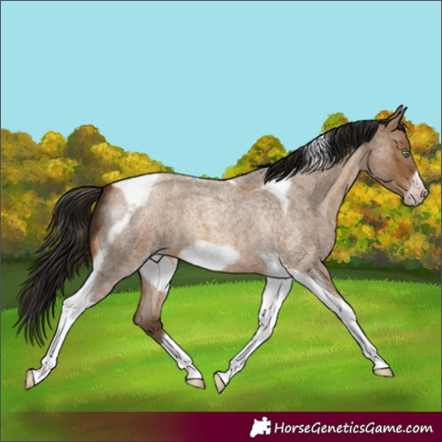 Horse Color:Gray Amber Champagne Roan Tobiano Frame 