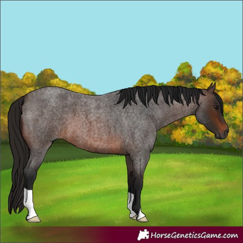 Horse Color:Gray Bay Roan 