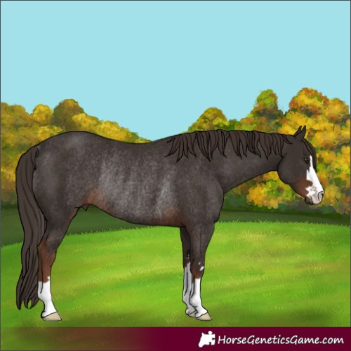 Horse Color:Liver Chestnut Rabicano 