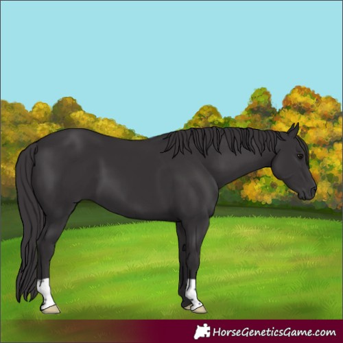 Horse Color:Smoky Black 