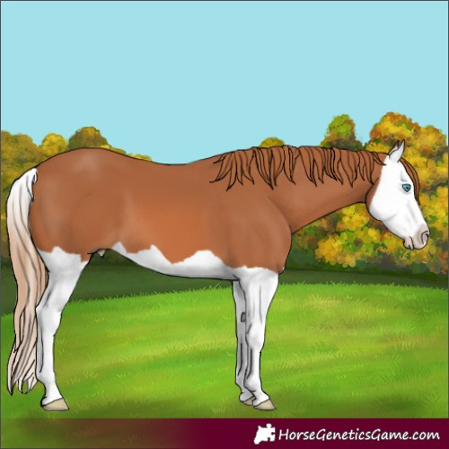 Horse Color:Chestnut Splash 
