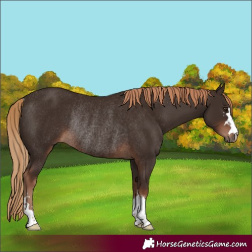 Horse Color:Liver Chestnut Rabicano 