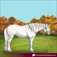 Horse Color:Palomino Roan Pearl and Palomino Roan Pearl Splash