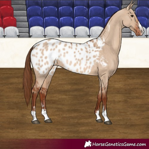 Horse Color:Red Dun Appaloosa Rabicano 