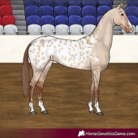 Horse Color:Red Dun Blanket Rabicano