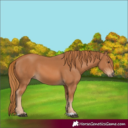 Horse Color:Chestnut 