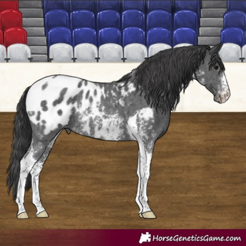 Horse Color:Black Sabino Tobiano Blanket Rabicano