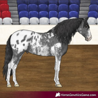 Horse Color:Black Sabino Tobiano Blanket Rabicano 