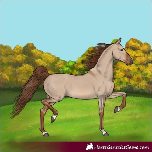 Horse Color:Red Dun 