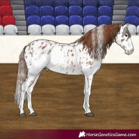 Horse Color:Chestnut Sabino Near Leopard 