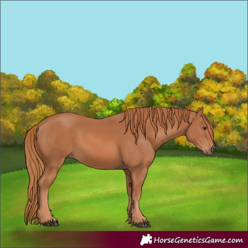 Horse Color:Chestnut 