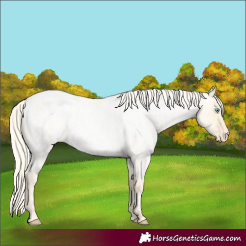 Horse Color:Palomino Roan Pearl Dun  and Palomino Roan Pearl Dun Appaloosa 