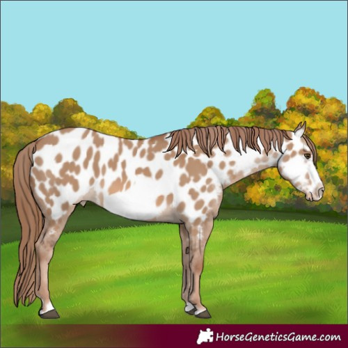 Horse Color:Red Dun Frame Near Leopard 