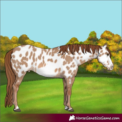 Horse Color:Red Dun Frame Appaloosa