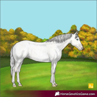 Horse Color:Palomino Roan Pearl Dun and Gold Cream Champagne Roan Pearl Dun