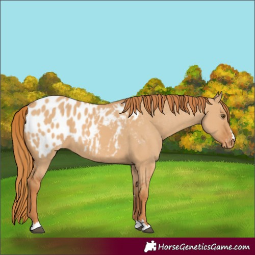 Horse Color:Red Dun Blanket 