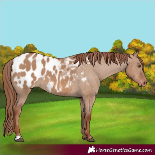 Horse Color:Red Dun Appaloosa 