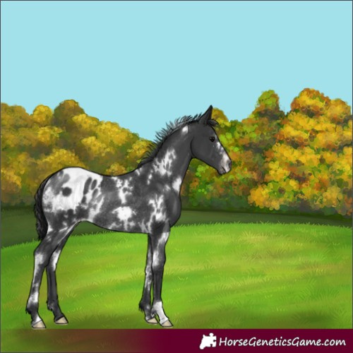 Horse Color:White Spotted Black Blanket Rabicano 