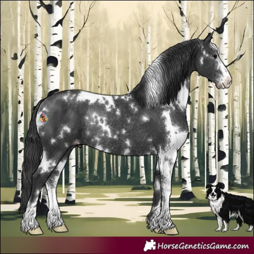 Horse Color:White Spotted Black Sabino Varnish Rabicano 