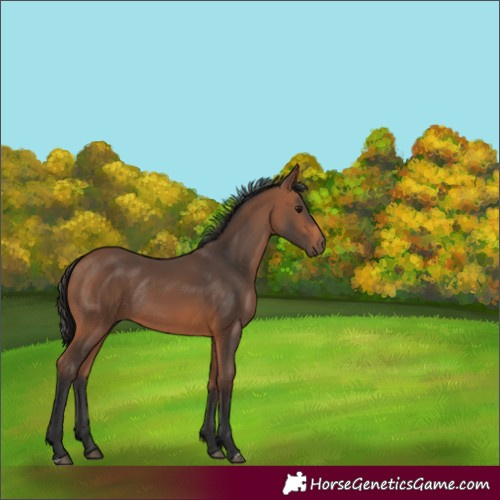 Horse Color:Bay Rabicano 
