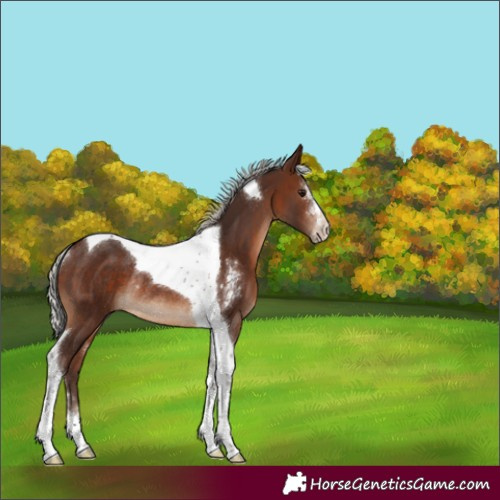 Horse Color:Silver Brown Sabino Tobiano Rabicano