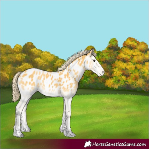 Horse Color:Palomino Onyx Appaloosa 