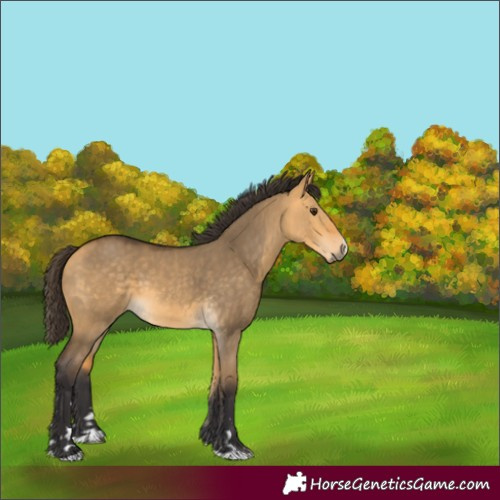 Horse Color:Buckskin Dun
