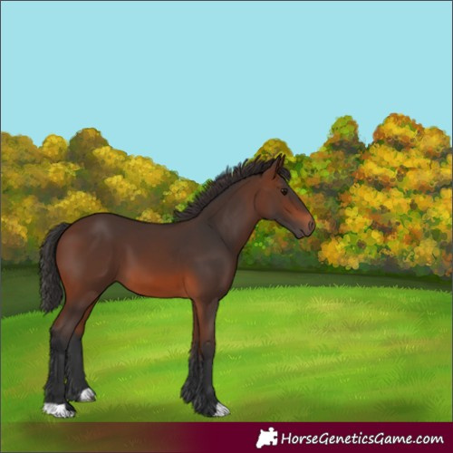 Horse Color:Brown 